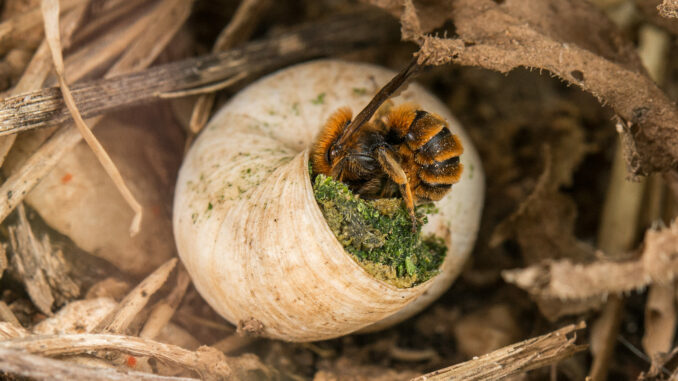 Wildbiene im Schneckenhaus (über Wildbiene + Partner)