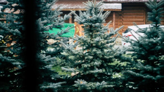 Weihnachtsbaumstand (über Michael Balog)