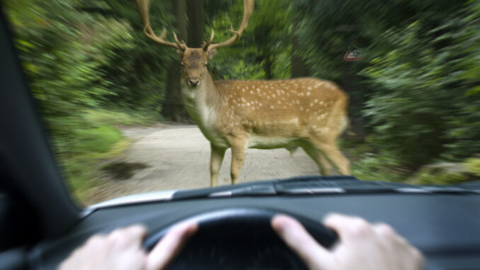 Wildwechsel (über Versicherungskammer)