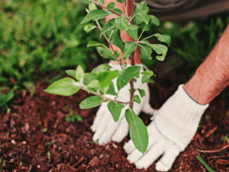 September ist Pflanzzeit: So machst du deinen Garten fit fürs Frühjahr