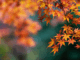 Herbstzeit ist Laubzeit: Warum das Entfernen jetzt so wichtig ist