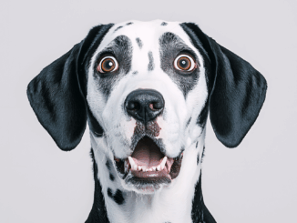 Hundesteuer auf Rekordhoch – Vierbeiner bringen dem Staat Millionen