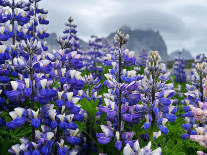 Hülsenfrüchte: Warum Ackerbohne & Co. ein unterschätzter Ernährungsschatz sind