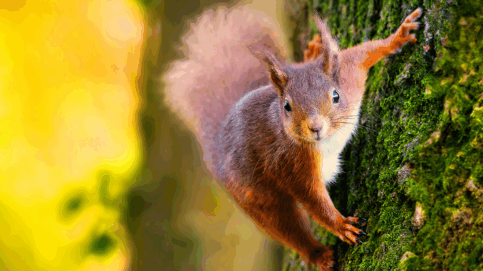 Nürnberg installiert erste Eichhörnchenbrücke über der Eichendorffstraße