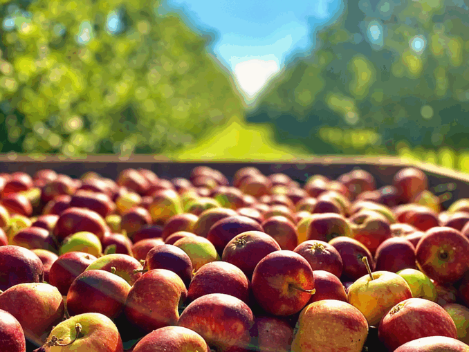 Apfelernte 2025 deutlich über Durchschnitt: Obstbau verzeichnet starkes Jahr