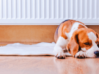 19 Grad im Wohnzimmer: Deutsche gönnen sich wieder mehr Wärme