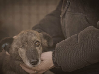 Diese Doku schließt Hundetötungsstationen in Rumänien – noch während die Kamera läuft!