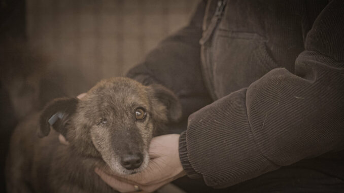 Diese Doku schließt Hundetötungsstationen in Rumänien – noch während die Kamera läuft!