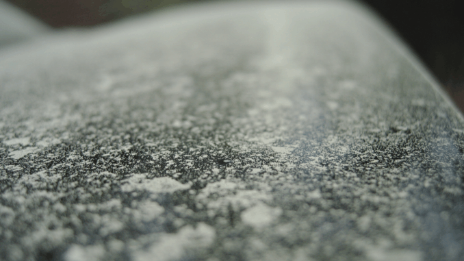 Pollensaison: Dein Auto ist voller Blütenstaub – und du merkst es kaum!