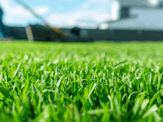 Rasen kaputt durch gute Absichten – diese Fehler macht fast jeder im Frühjahr!