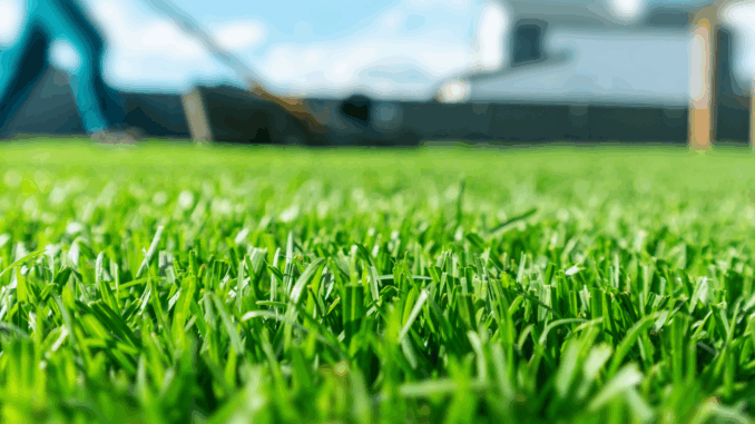 Rasen kaputt durch gute Absichten – diese Fehler macht fast jeder im Frühjahr!