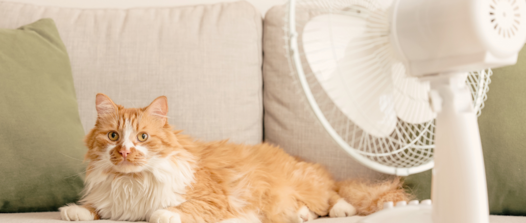 Hitzewelle im Haushalt: So bleibt deine Wohnung kühl – sechs simple Tricks!