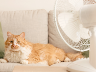 Hitzewelle im Haushalt: So bleibt deine Wohnung kühl – sechs simple Tricks!