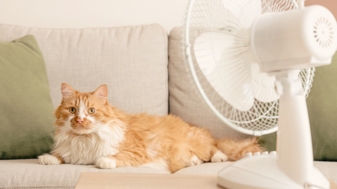 Hitzewelle im Haushalt: So bleibt deine Wohnung kühl – sechs simple Tricks!