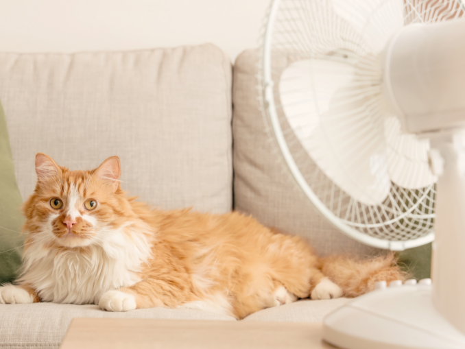 Hitzewelle im Haushalt: So bleibt deine Wohnung kühl – sechs simple Tricks!